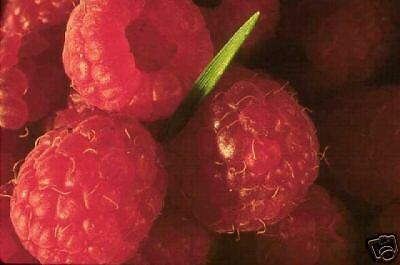 Easy to grow red raspberry - 5 ...
