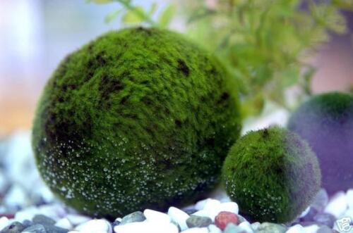 Giant Marimo Ball - Live Plant Fish ...