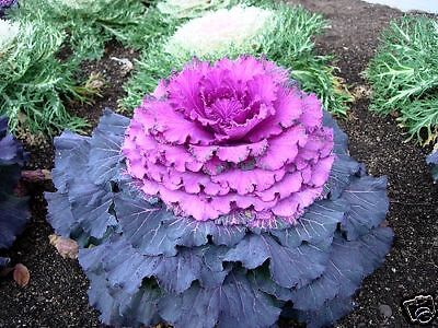 30+ PURPLE PRINCE FLOWERING KALE FLOWER SEEDS  