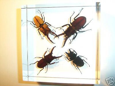 Real Stag Beetle (4 Beetles) Specimen Set in Lucite  