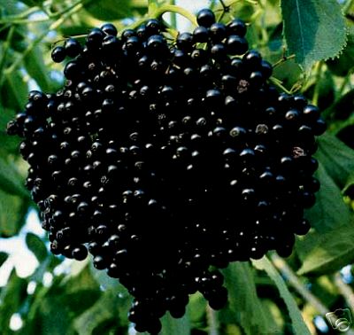 large "black bearing elderberry" nice 2-3 foot plants