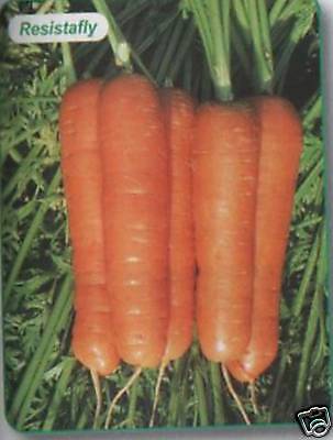 CARROT RESISTAFLY NO ROOT FLY AP 160 SEED  FREEPOST