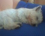 babyaares