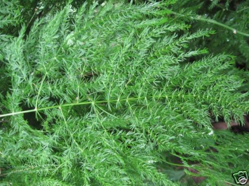 Asparagus plumosus  Special Florists Fern 100 seeds  